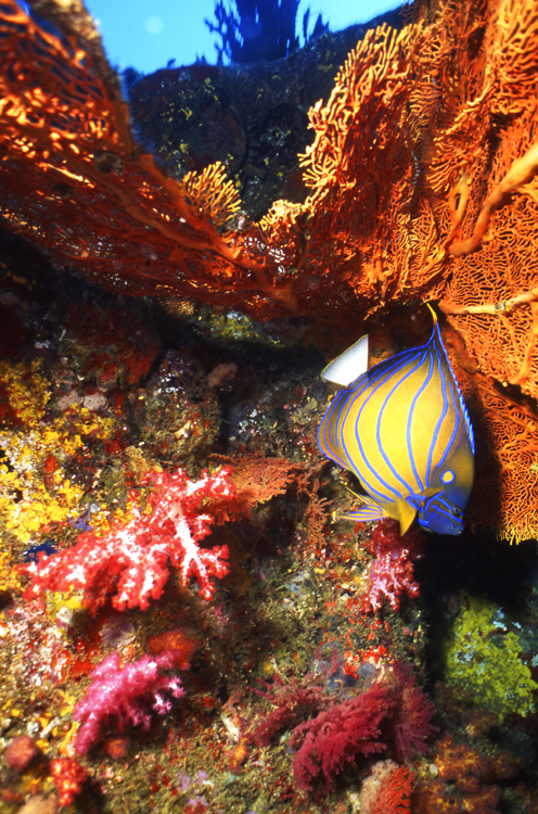 DIVING;UNDERWATER;thailand;colorful;reefs;F1245_FACTOR_61B 4 2
