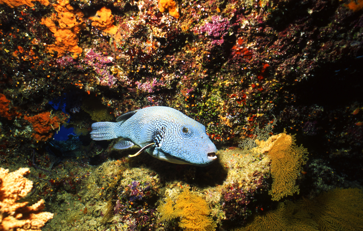 DIVING;UNDERWATER;thailand;colorful;reefs;F1251_FACTOR_61B 2 SK265