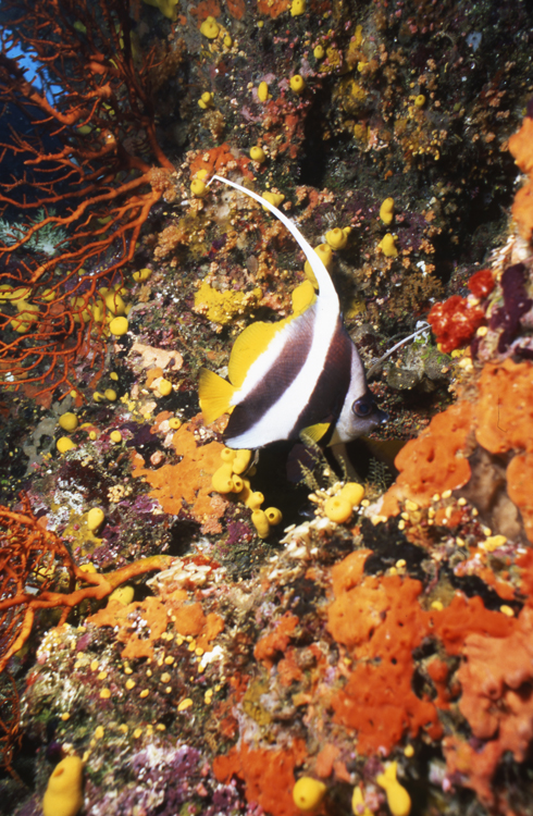 DIVING;underwater;Fiji;banner fish;single;F145 SK7 7E 15