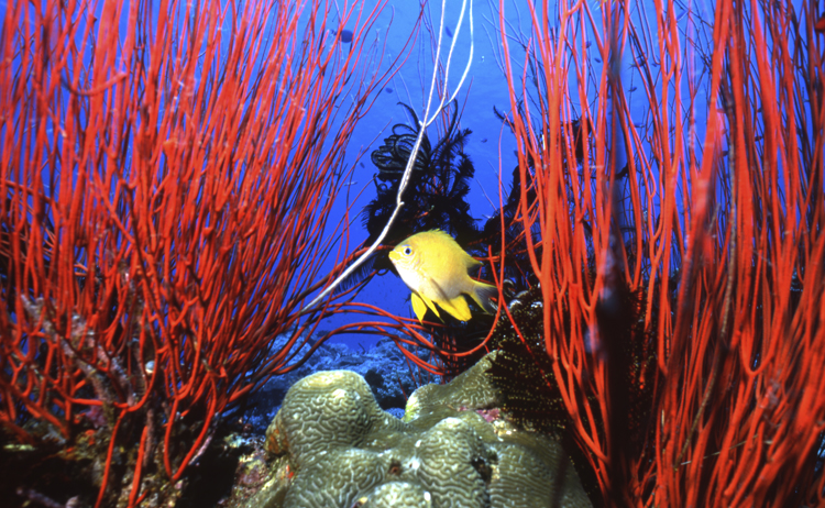 DIVING;underwater;papua new guinea;hero;single;yellow damsel fish;red sea whips;F154 SK62 50C 31