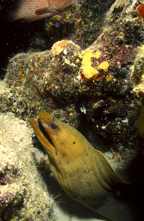 DIVING;underwater;Angelee image;eel;BONAIRE;F223 10