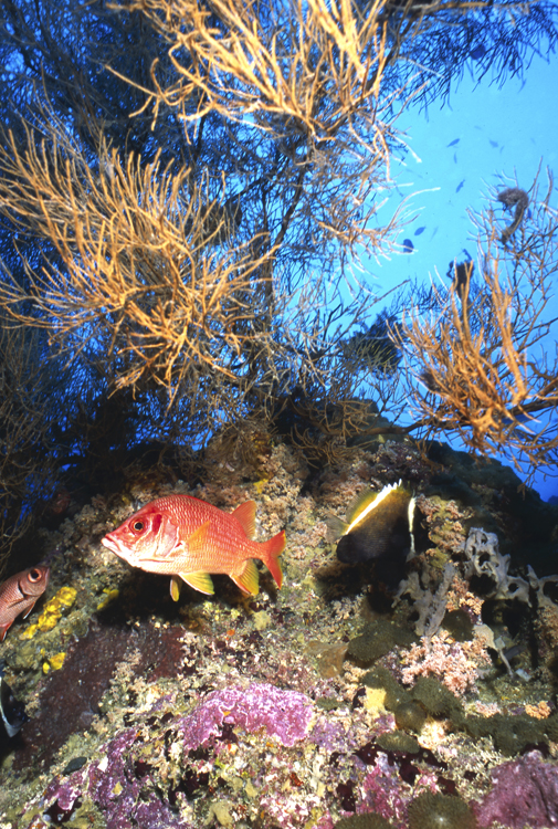 DIVING;underwater;Angelee image;3 fish;PAPUA NEW GUINEA;F224;50B 14