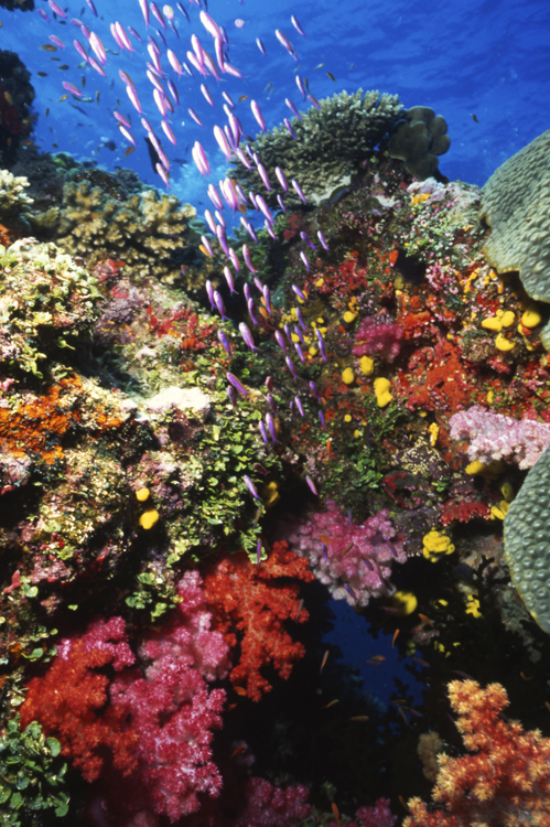 DIVING;underwater;Angelee images;Fiji;coral reef;colorful;wide angle scene;Anthias fish;F249 7F 7 SK16