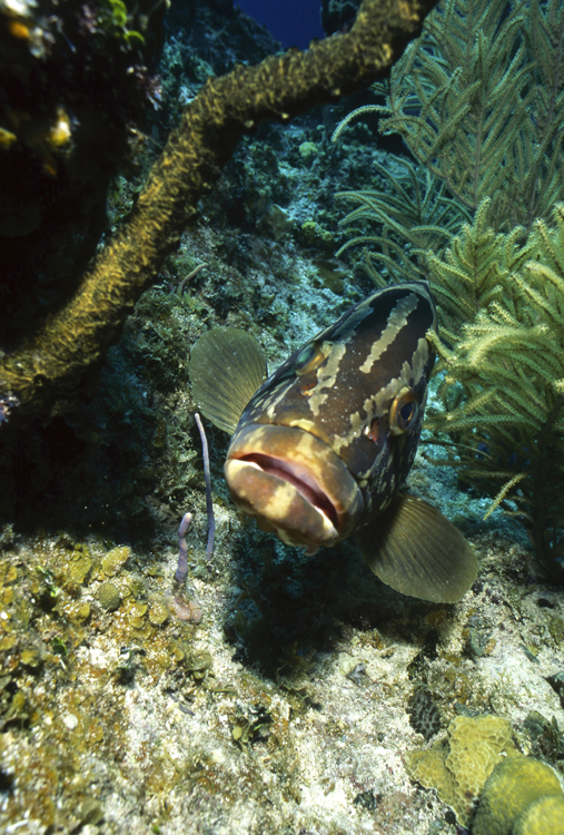 DIVING;Underwater;grouper;wide angle scene;CAYMAN BRAC;CAYMAN IS.;F315 11A 22