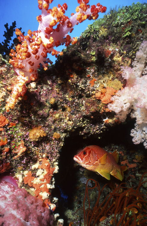 Underwater;Fiji;reefs;colorful;F477 7H