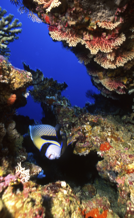 Underwater;reefs;colorful;Fiji;single fish.F478