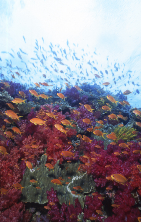 Underwater;reefs;colorful;Fiji;orange fish;school;F480 7A