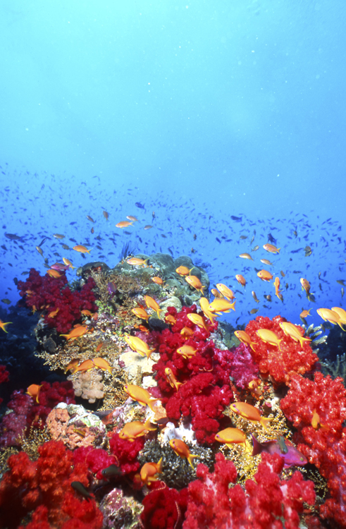 Underwater;reefs;colorful;Fiji;school;F484 7A