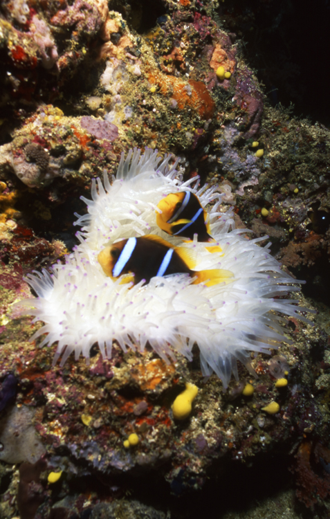 Underwater;reefs;colorful;Fiji;two fish;clown fish;F487 7E4