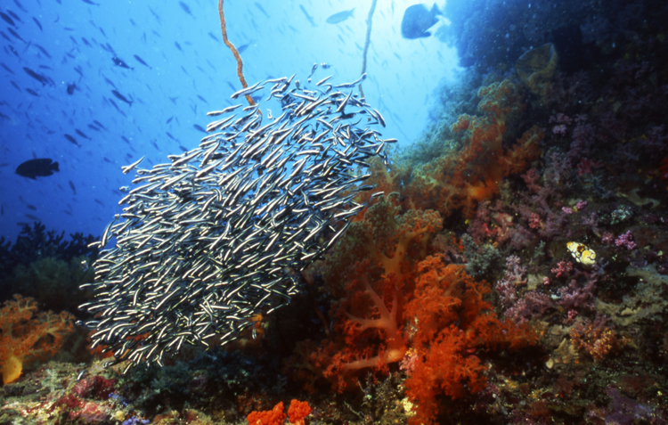 Underwater;Indonesia;F501 3G28;school;red;catfish