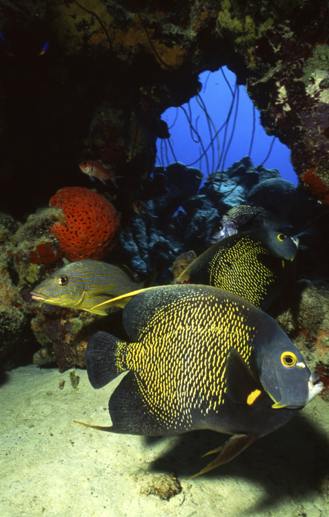 Underwater;Bonaire;netherland antilles;three fish;F519;10