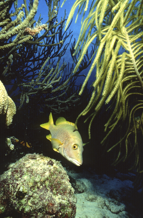 Underwater;Bonaire;netherland antilles;single fish;F523 10