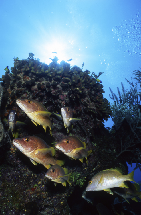 Underwater;cayman brac;cayman island;school;F531