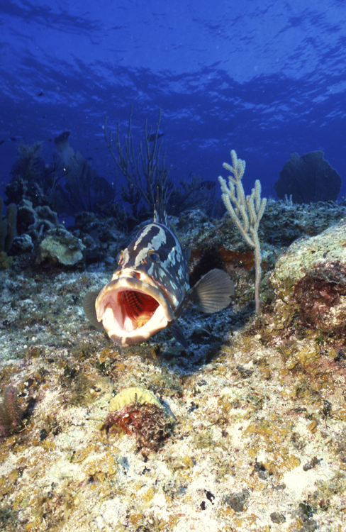 Underwater;cayman brac;cayman island;single fish;F536 11