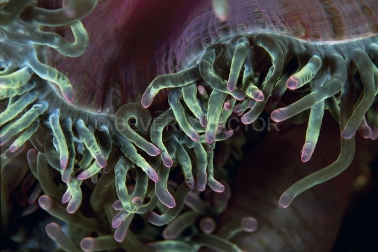 Abstract;Seaduction;Underwater;ocean;sea;Pink;Green;106. Curly Tips – Malaysia