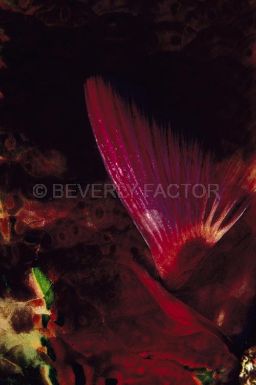 Abstract;Seaduction;Underwater;ocean;sea;Black;Red;Green;Beige;129. Red Mystery – Fiji
