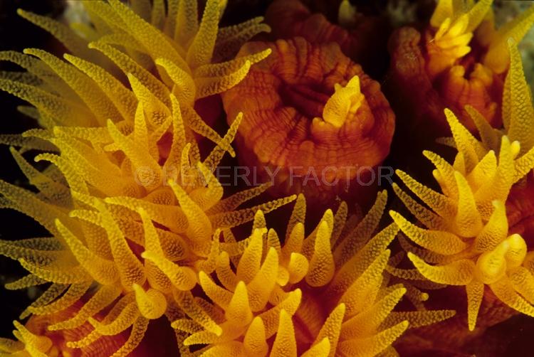DIVING;UNDERWATER;Seaduction;ocean;sea;Abstract;Yellow;Red;Black;152. Delicately Touched – Thailand