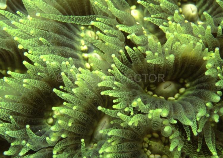 DIVING;UNDERWATER;Seaduction;ocean;sea;Abstract;Green;White: A8.;Tender Moment - Indonesia