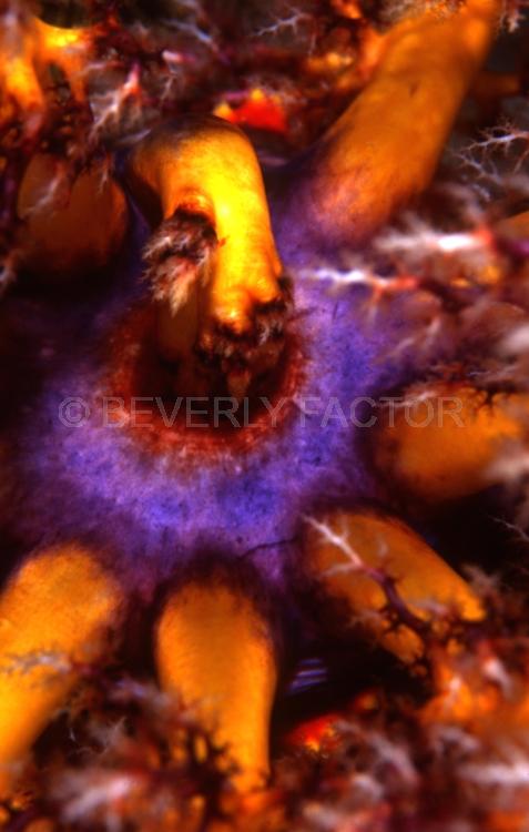 Underwater;Abstract;Seaduction;Diving;sea;ocean;Blue;Red;Yellow;Orange;169. Feelings – Komodo;Indonesia