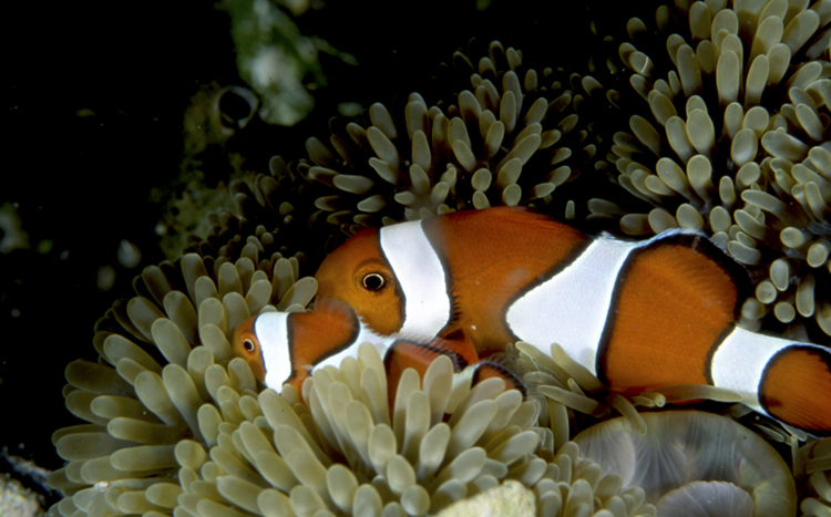 DIVING;Underwater;Angelee Images;Clown fish;wide angle scene;close up;F213 53W 24