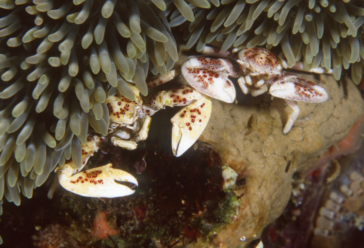 DIVING;UNDERWATER;papua new guinea;colorful;reefs;macro;crab;two;F1163_FACTOR_50B-13 SK210