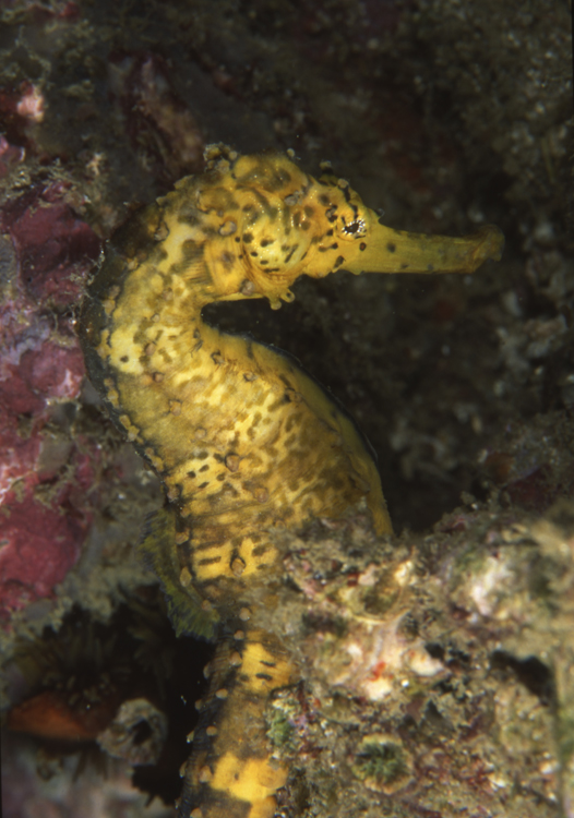 DIVING;seahorse;yellow tigertail seahorse;F274 61A 12