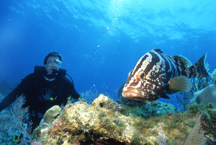 DIVING;underwater;cayman island;diver;one fish;reef;grouper;F393 11B 13
