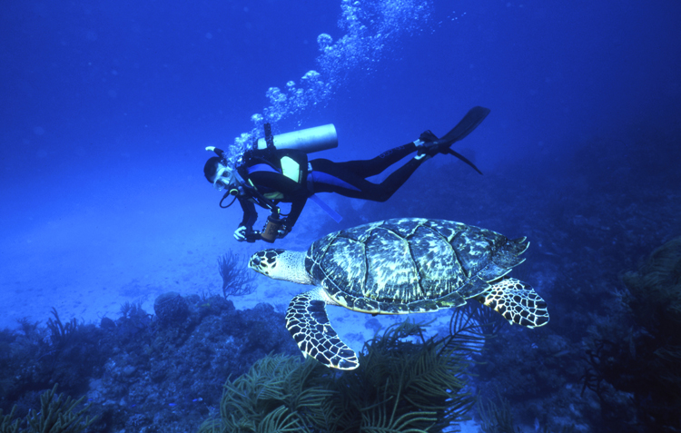 DIVING;divers;reefs;colorful;bahamasl F664 09A 3