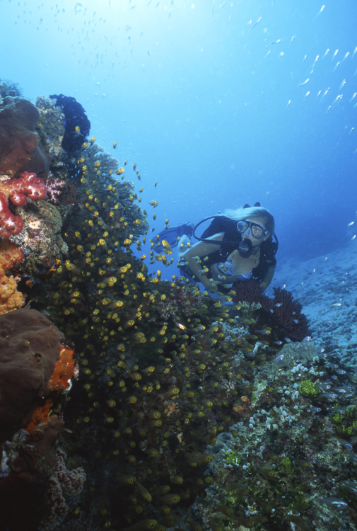 DIVING;divers;reefs;colorful;indonesia;F667 053B 7