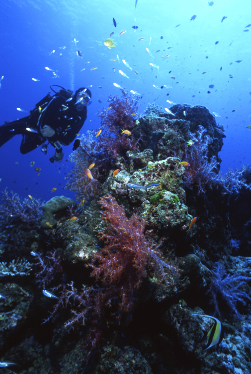 DIVING;divers;reefs;colorful;thailand;F670 061E 1