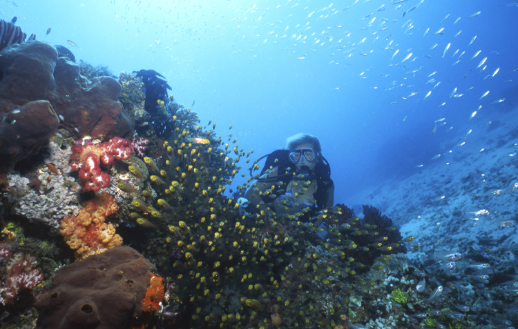 DIVING;divers;reefs;colorful;indonesia;F676 053B 7