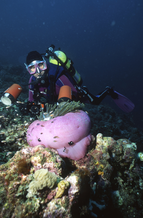 DIVING;divers;reefs;colorful;Yap;F678 0200R53A 30