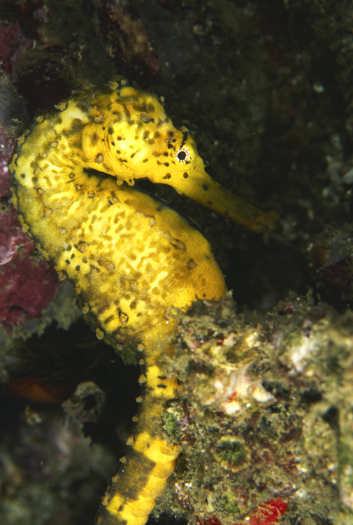 DIVING;Underwater;close-up;sea horse;yellow;THAILAND;F317 61A 12