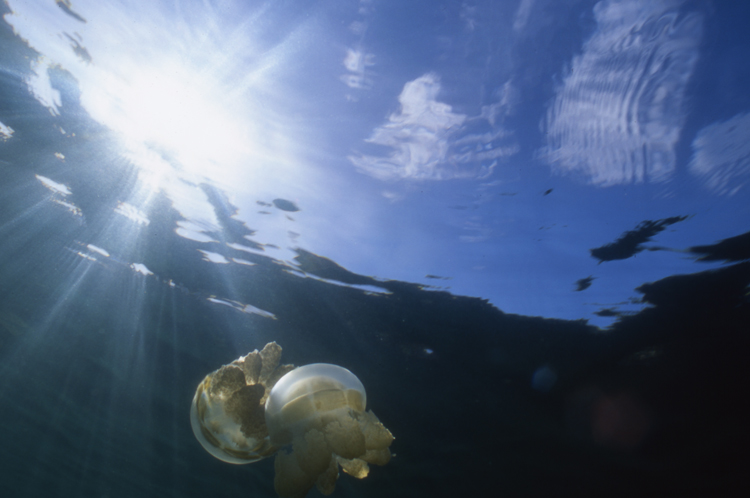 DIVING;jellyfish;two or more;F379 019C 22 B