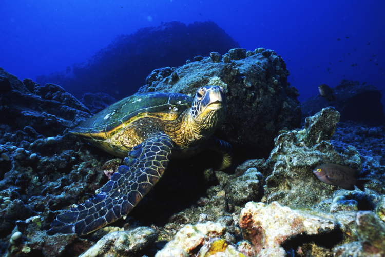underwater;turtle;F103 31 3 13 TURTLE