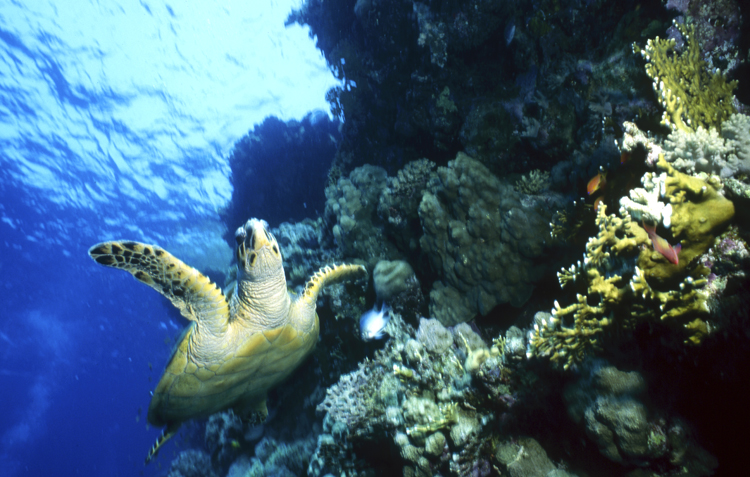 DIVING;underwater;Angelee image;turtle;wide angle scene;F225 48 6