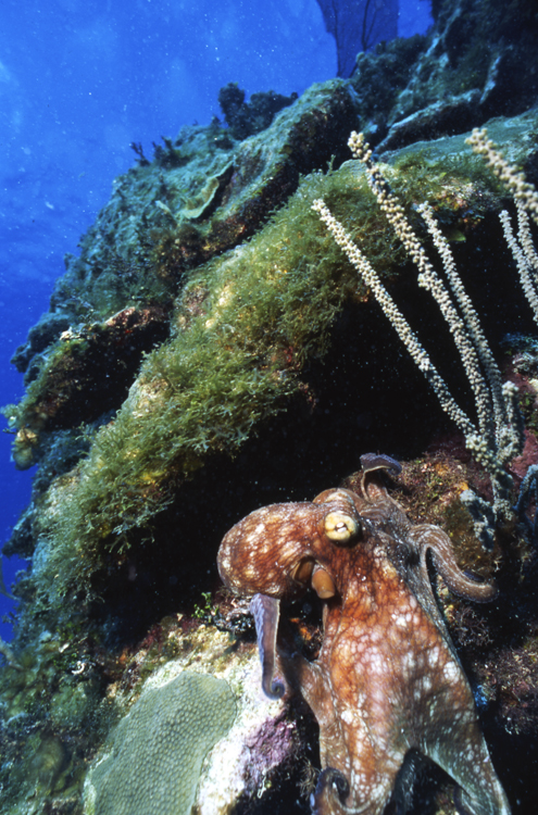 DIVING;underwater;Angelee images;octypus;single;wide angle scene;cayman island;F248 11B 16