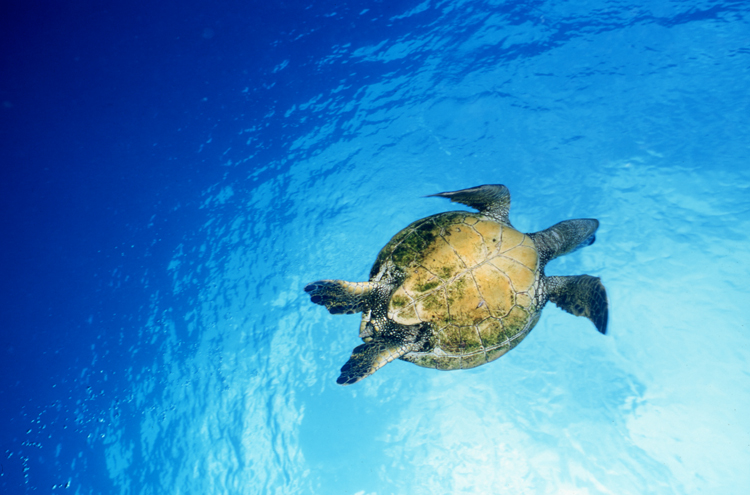 Underwater;Diving;turtle;blue water;Hawaii;F420 5B-1