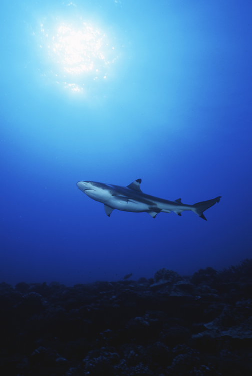 MOOREA FRENCH POLYNESIA;underwater;diving;sun;black tip shark;single;F333 31A 1