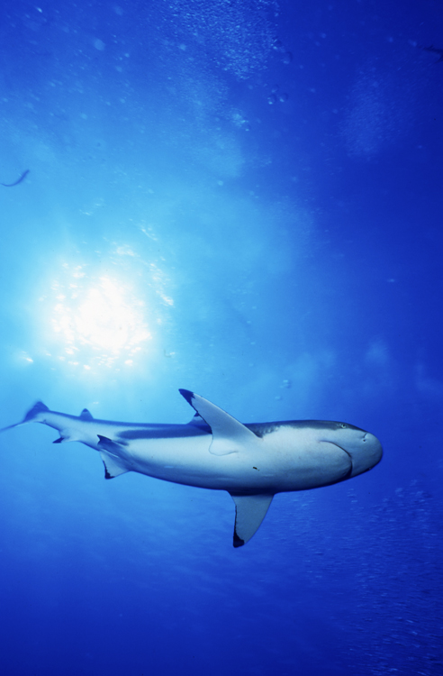 MOOREA FRENCH POLYNESIA;underwater;diving;black tip shark;sun;single;F338 31A 3