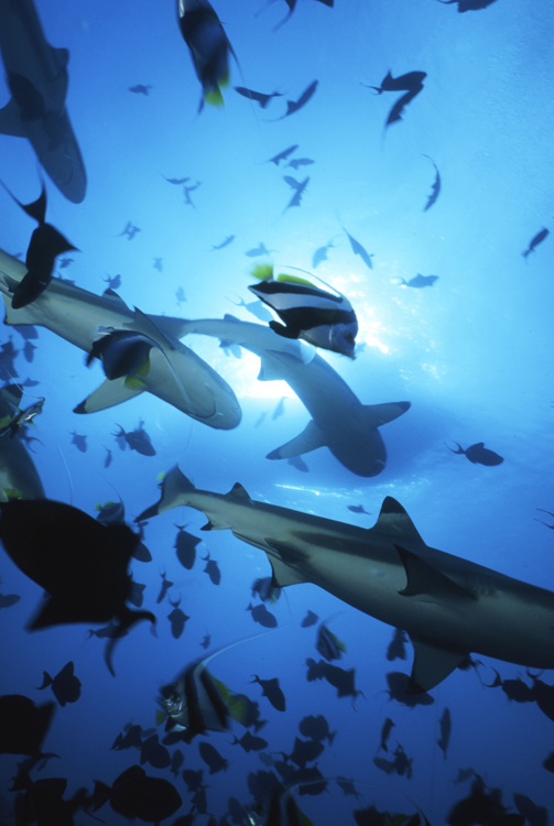 MOOREA FRENCH POLYNESIA;underwater;diving;black tip shark;sun;four;sun;F339 31 8 2