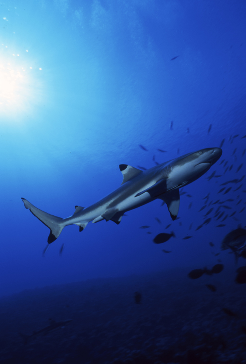 DIVING;underwater;black tip shark;single;sun;bora bora;F344 322 10