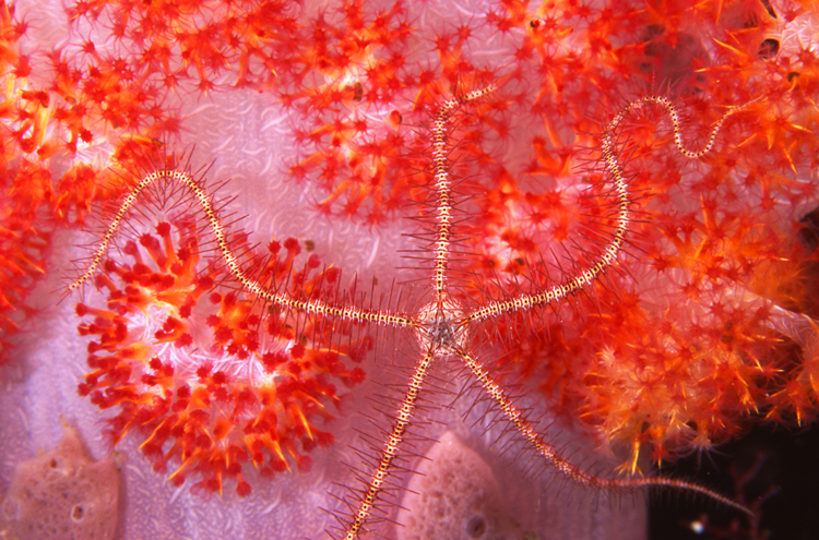 Diving;UNDERWATER;brittle star;Starfish;colorful;indonesia;macro;F1035_FACTOR_53B 16