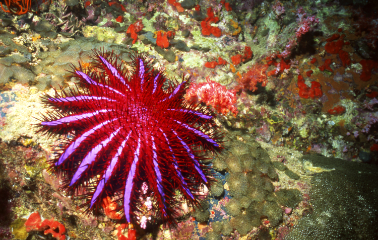 DIVING;UNDERWATER;Starfish;macro;colorful;reefs;thailand;F1099_FACTOR_61F 19;crown of thorns