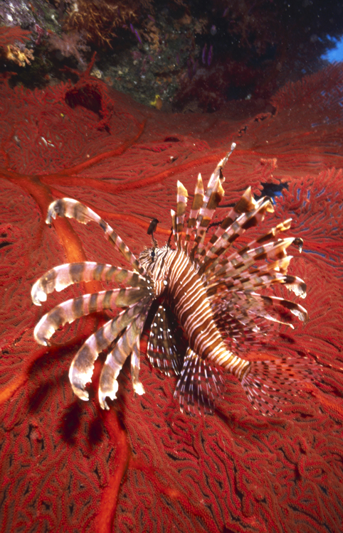 DIVING;Underwater;Angelee Images;lion fish;wide angle scene;red sea fan;F208 7 3 SK149