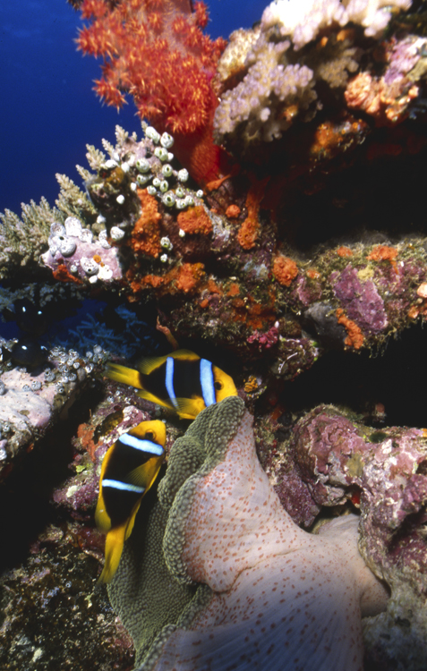 DIVING;Underwater;Angelee Images;clown fish;fiji;wide angle scene;F211 7 4