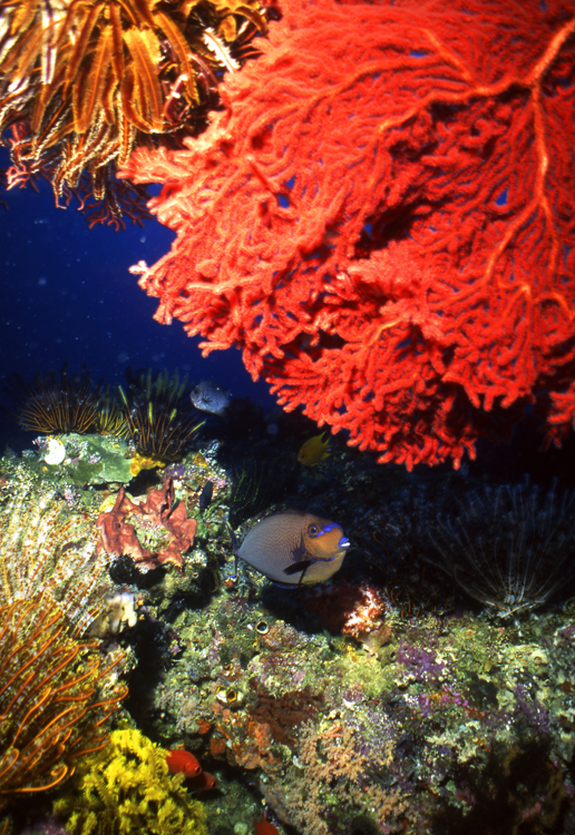 DIVING;UNDERWATER;papua new guinea;reefs;colorful;F1162_FACTOR_50B-16 SK209