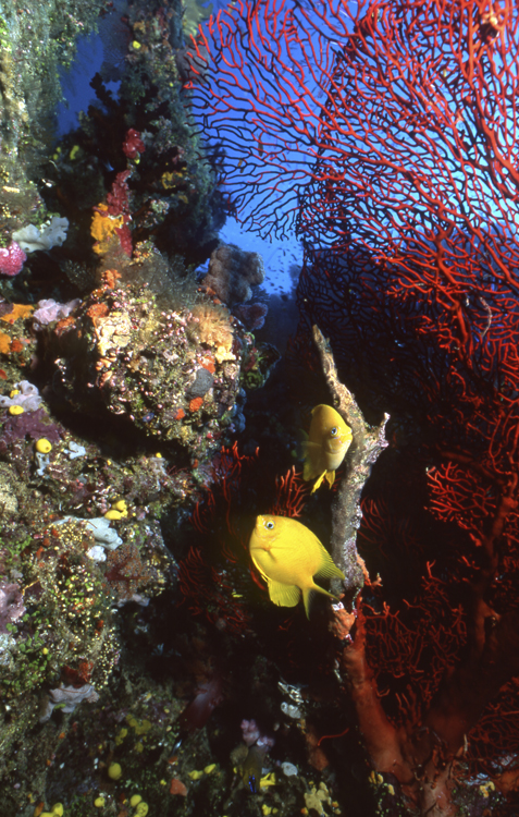 DIVING;underwater;Fiji;two;hero;red sea whips;yellow damsel fish;F147 SK284 7H 11