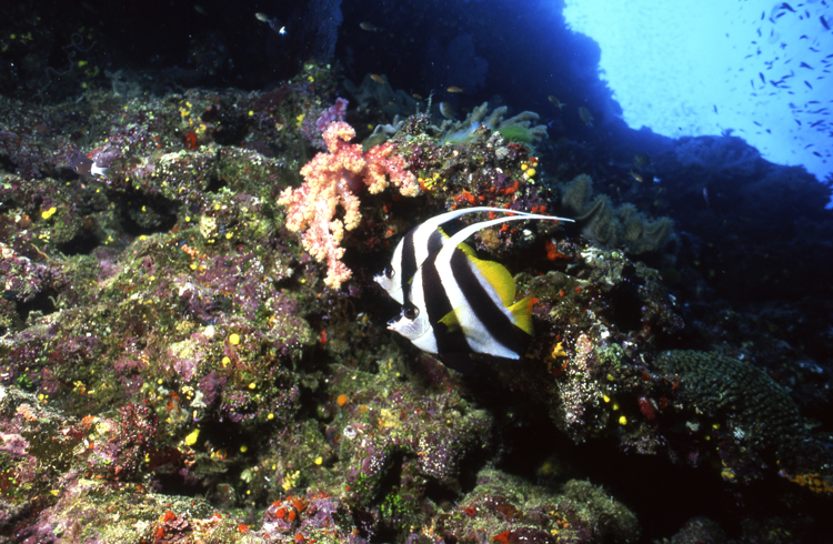 Underwater;reefs;fish;Fiji;two fish;F453 7H