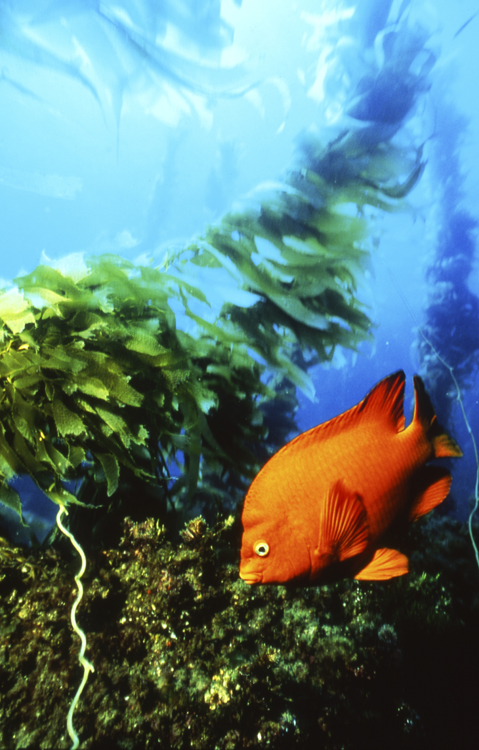 Underwater;Fiji;reefs;colorful;orange;fish;garabaldi;F463 14